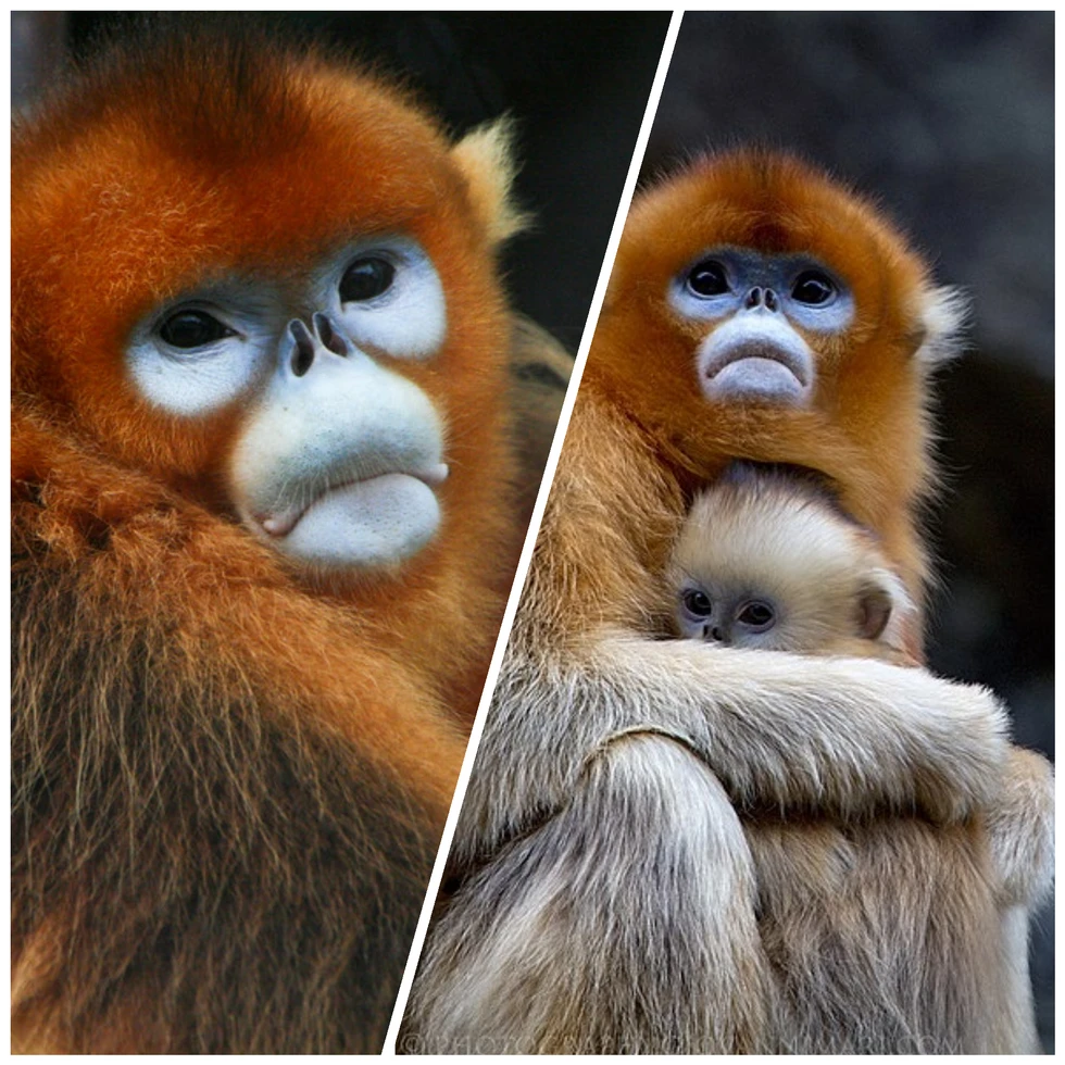 Unos monos muy monos...