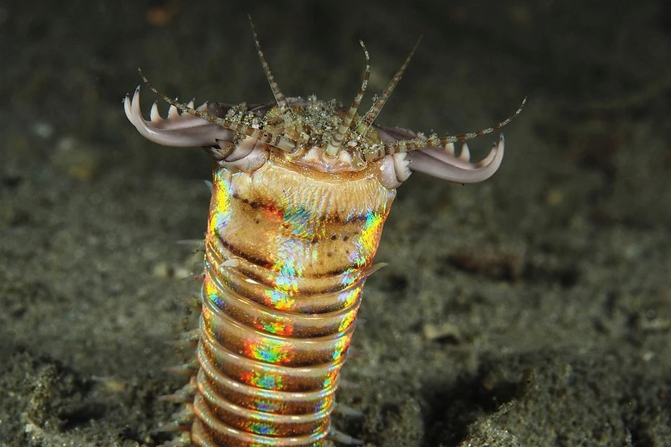 Las criaturas marinas más extrañas del mundo