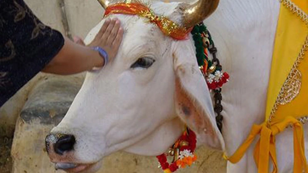 ¿Por qué las vacas son sagradas en la India?