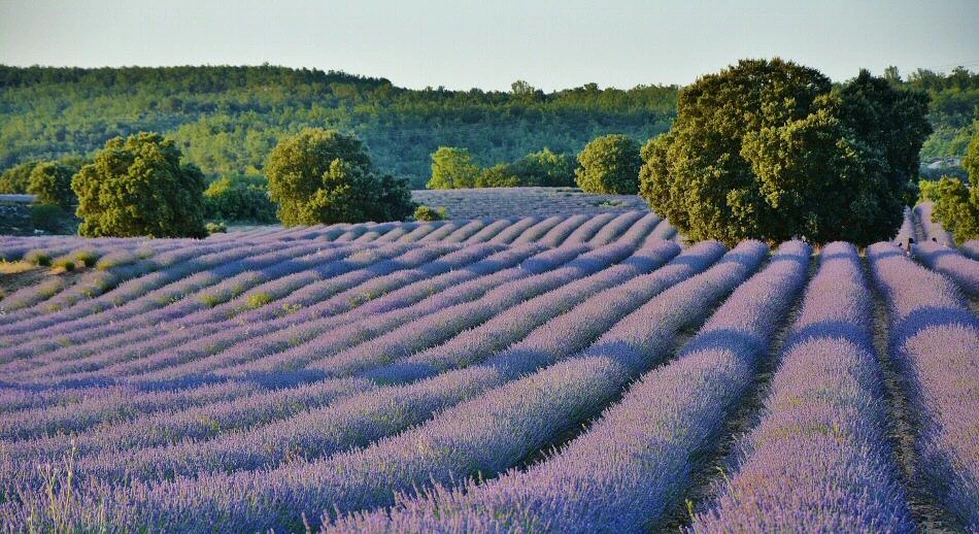 ¿Campos de lavanda de la Provenza francesa? Pues no, es España...
