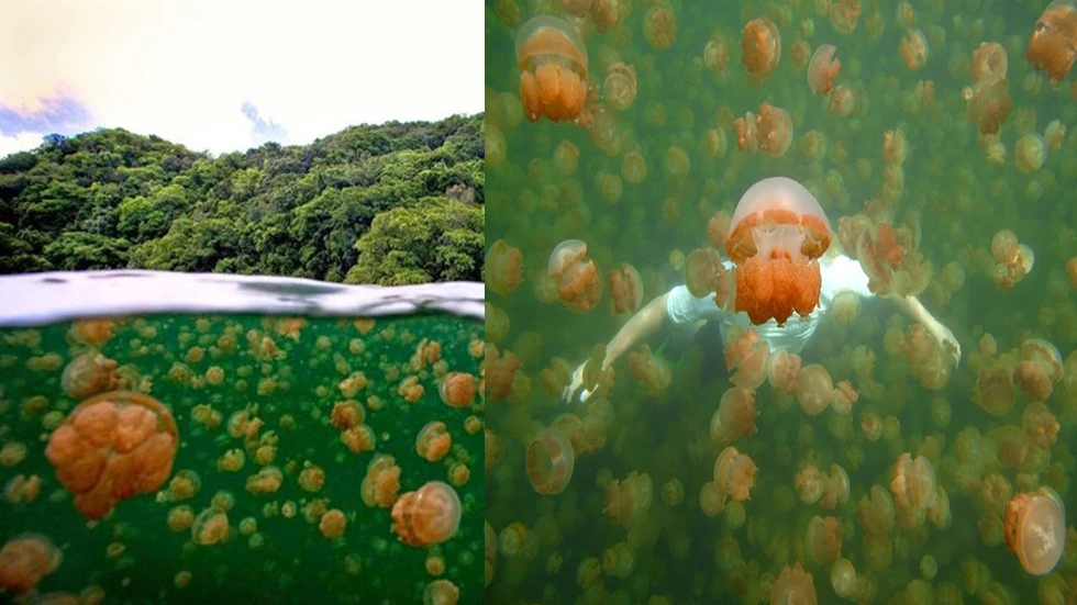 El impresionante Lago de las Medusas...