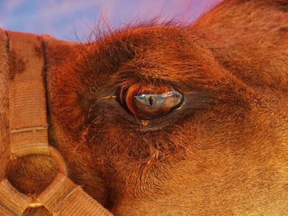 Curiosidad del Mundo Animal