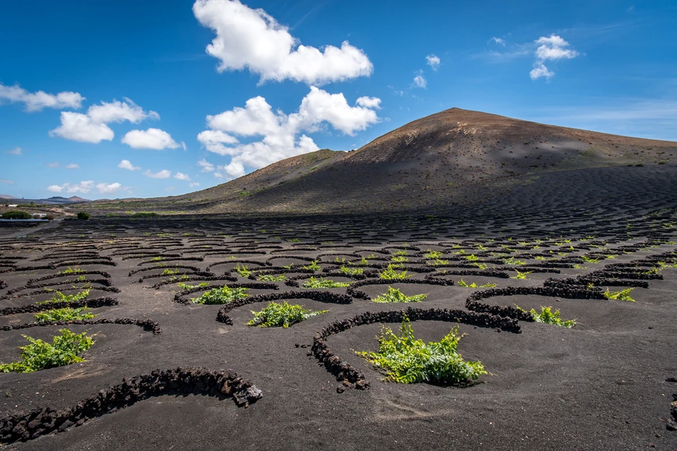 Lanzarote: viñedos en un paisaje único...