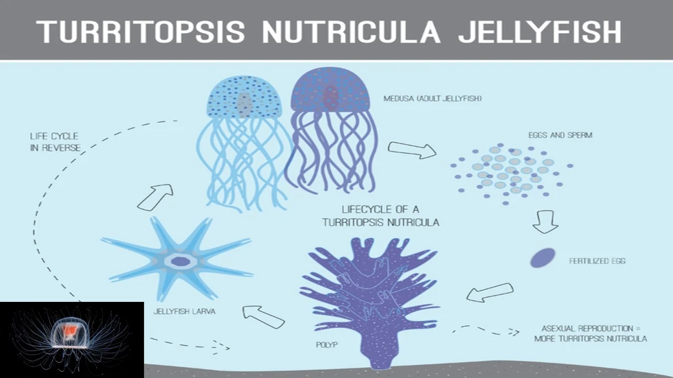 La inmortalidad es posible...hay un organismo que lo ha conseguido...