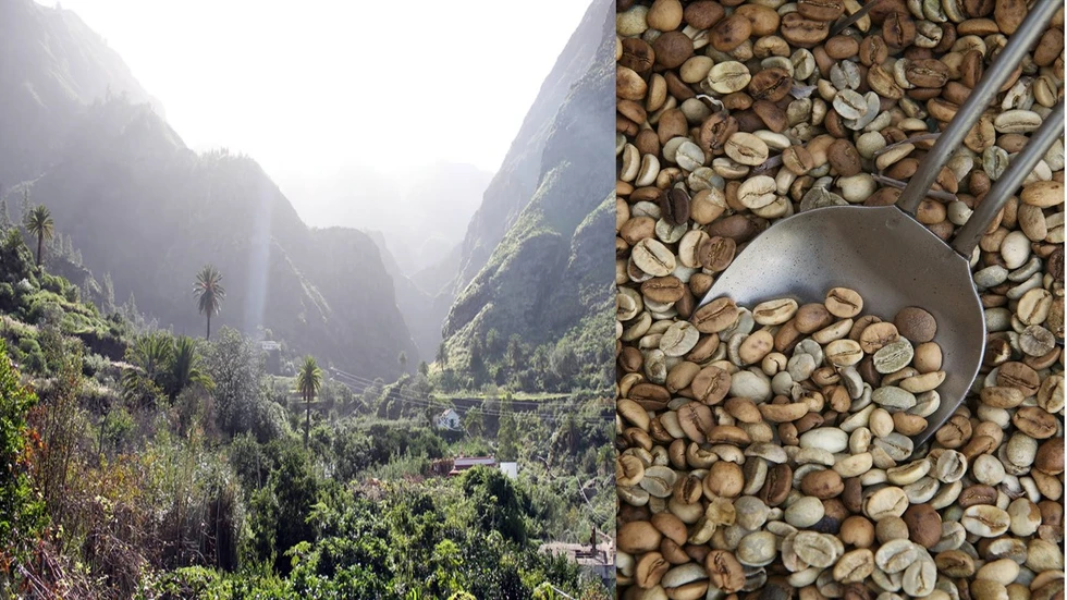 Café que se cultiva en la isla de Gran Canaria (Islas Canarias) una exótica rareza...