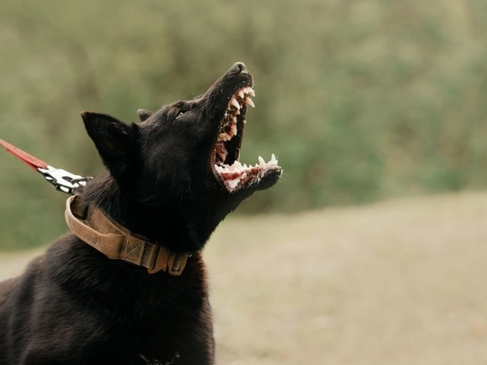 ENSEÑANZAS DE LA VIDA: LA PARÁBOLA DE LOS 10 PERROS DEL REY