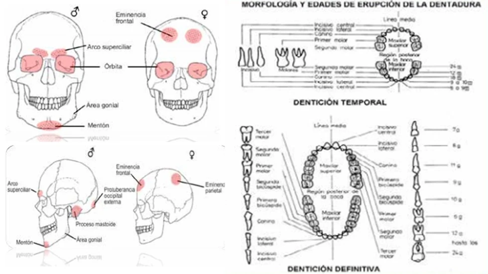 ¿Sabes cómo se determinan el sexo, la edad y la raza de una persona a través de los huesos del cráneo?