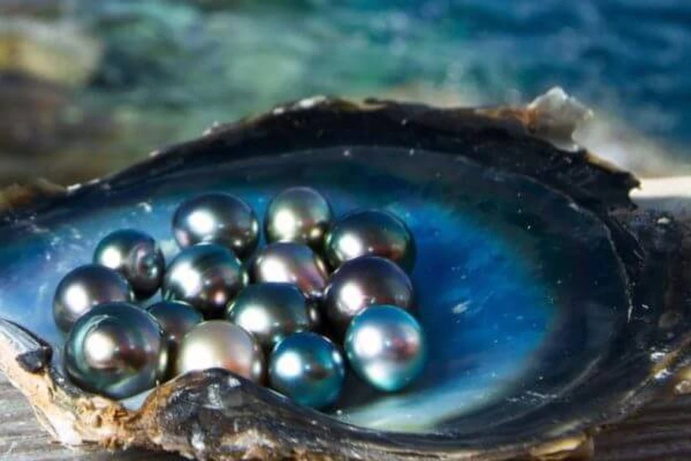 Cómo se forman las perlas naturales y su procesado hasta convertirse en joyas