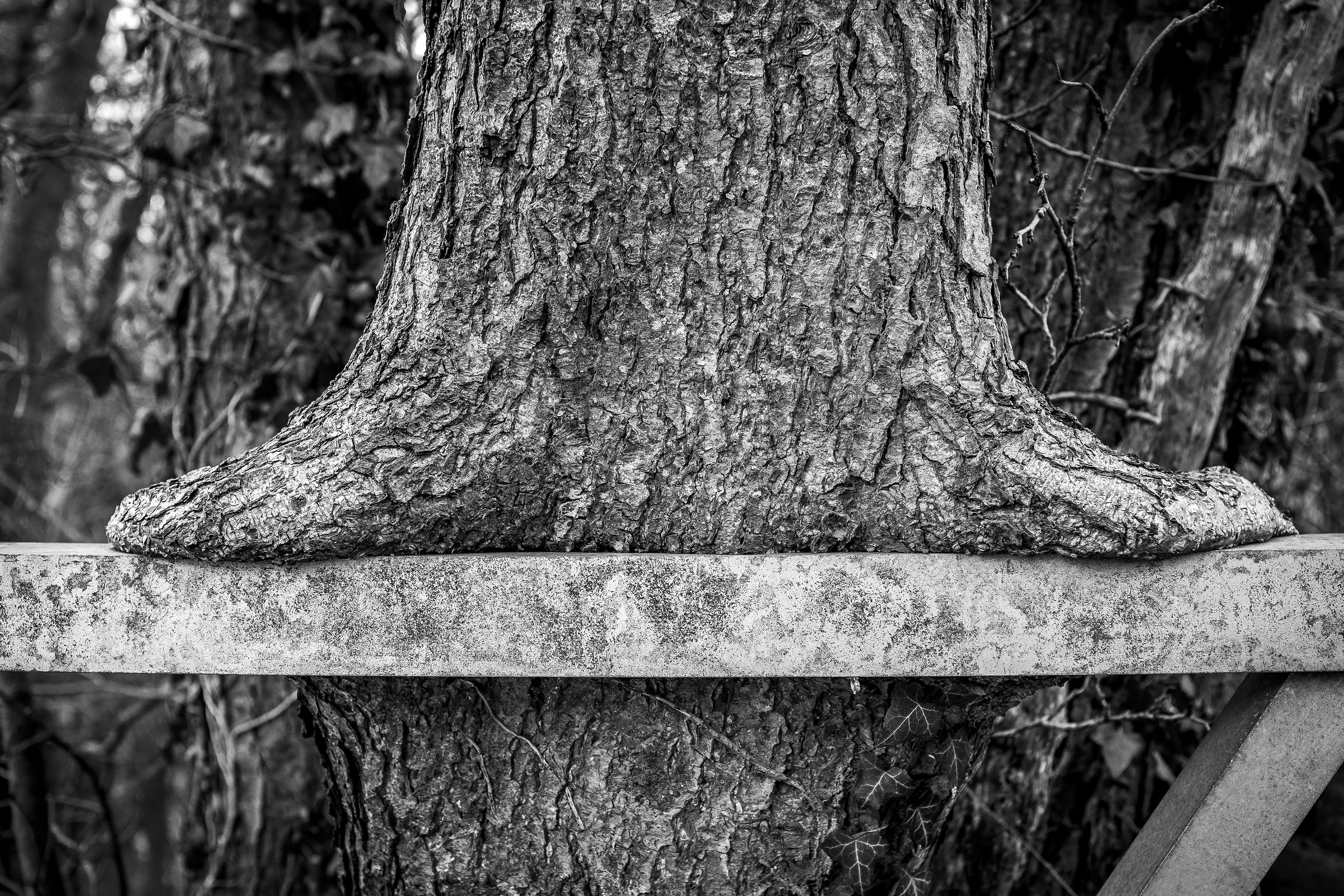 Harbert Tree Harptree | Walks and Pictures