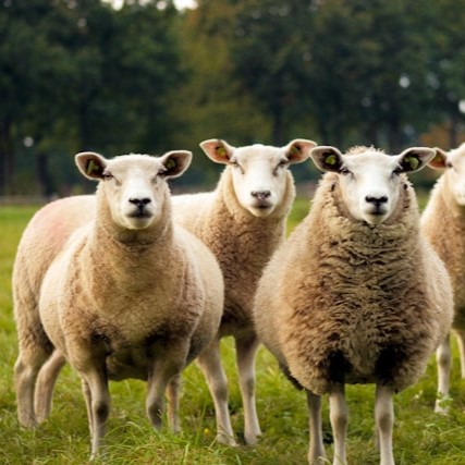 Boerderij