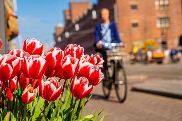 Practical 3-5 Day Amsterdam Itinerary with a Working Windmill Stop