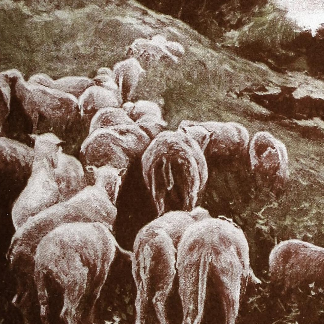 St. Timothy\'s Anglican Bible Church - Sermons