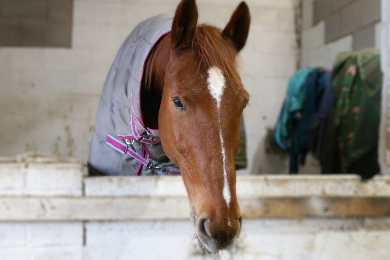 Manchester Equestrian Centre
